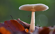 Agaric fungus (Volvariella pusilla)
